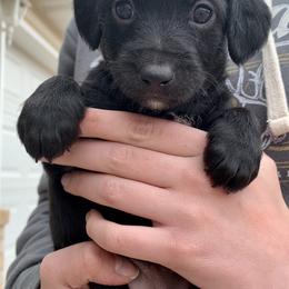 Aussiedoodle and Leopardoodle Puppies from A Puppy Crush