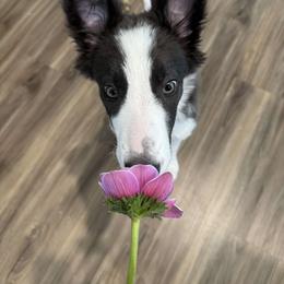 American Corgi and Border Collie Puppies from Duncan's Border Collies and Corgis