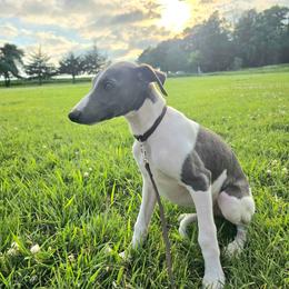 Male 2 - White and blue male Whippet puppy in Steamboat Rock, Iowa from River Valley Canines