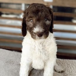 Goldendoodles and Poodles from Wild and Wonderful Poodles and Doodles