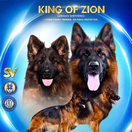 Blue boy - Black and red male German Shepherd puppy in Alvarado, Texas from King Of Zion German Shepherds