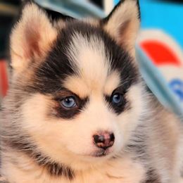 Snugglebug - Pomsky puppy from Big Sky Pomskies