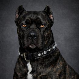 Delilah - Cane Corso