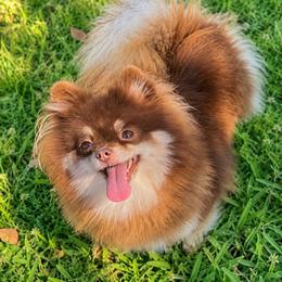 Karma - Chocolate and tan female Pomeranian puppy in Bogata, Texas from Kerrie’s Pomeranian