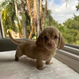 Faith - Cream female Dachshund puppy in San Diego, California from Enchanted little dachshunds