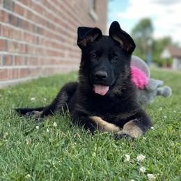 German Shepherd Puppies from Northwinds German Shepherds