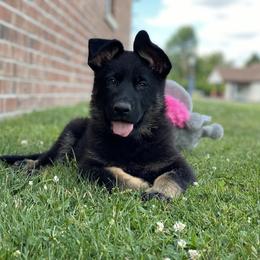 German Shepherd Puppies from Northwinds German Shepherds