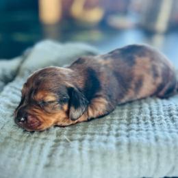 Jolene-AKC . PRA clear - Dapple female Dachshund puppy in Dover, Oklahoma from Freckles and Furballs
