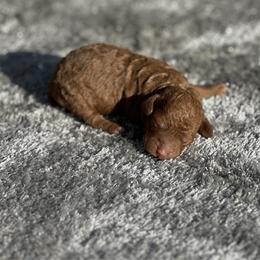Boy 4 - Red  male Goldendoodle puppy in Cuero, Texas from Firestorm Kennel