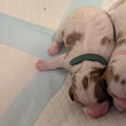 Green - Blenheim male Cavapoo puppy in Newport, North Carolina from Crystal Coast Cavapoodles