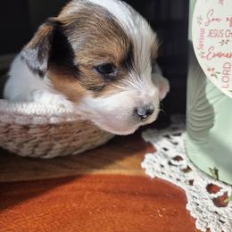Theo - Parti male Yorkshire Terrier puppy in Dickson, Tennessee from Rowan's Rascals