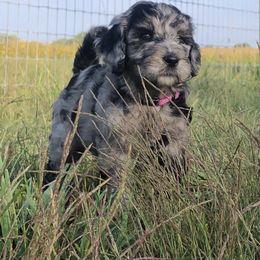 Goldendoodle Puppies from Beary GoldenDoodles