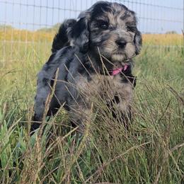 Goldendoodle Puppies from Beary GoldenDoodles