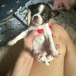 AKC Girl 2 - Chocolate and white female Chihuahua puppy in Anoka, Minnesota from Anoka County MN AKC Chihuahuas