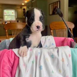 Storm - Brindle female Boxer puppy in Henderson, Tennessee from Vom Broadvalley