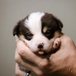 Esther - Black and tan female Pembroke Welsh Corgi puppy in South Otselic, New York from Ridge Top Corgis