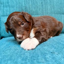Rumi (pink) - Red tri-color female Aussiedoodle puppy in Watertown, Wisconsin from Little Bear Paws Aussiedoodles