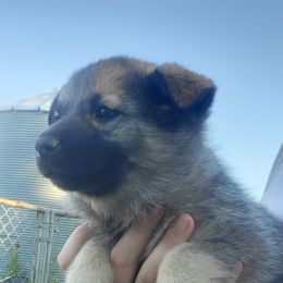 Pink - Black and gray female Norwegian Elkhound puppy in Northfield, Minnesota from Furever Elkhounds