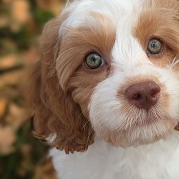 Cavapoos from WW Cavapoos