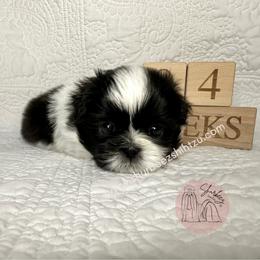 Shih Tzu Puppies from Shurbeez Shih Tzu