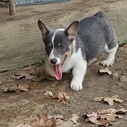 American Corgi and Pembroke Welsh Corgi Puppies from Sunray Ranch