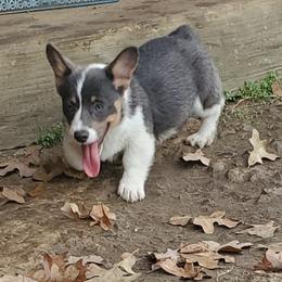 American Corgi and Pembroke Welsh Corgi Puppies from Sunray Ranch