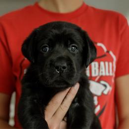 Boomer - Black male Labrador Retriever puppy in Allons, Tennessee from UC Labradors LLC