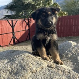 Hugo - Black and red male German Shepherd puppy in Whitewater, California from Vom Haus Metzler Shepherds