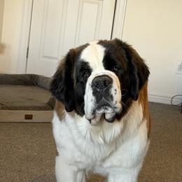 Keili - Mahogany and white female Saint Bernard puppy in Wellington, Colorado from Thunder Keg St. Bernards