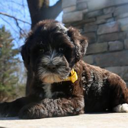 Boy 5 - male Havanese puppy in Hamptonville, North Carolina from Alabama Havanese Kennel Tidewater Kennel