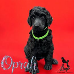 Oprah - Black female Poodle puppy in Nederland, Texas from Lingo Standard Poodles