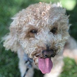 Poodles from Winston Mini Poodle Stud
