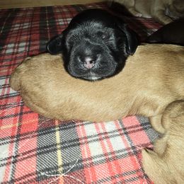 Cocker Spaniel Puppies from Kellie's Cocker Spaniels