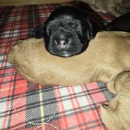 Cocker Spaniel Puppies from Kellie's Cocker Spaniels