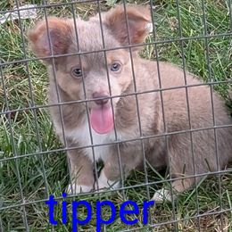 Tipper ACA - Blue and tan male Chihuahua puppy in Pennsylvania from Goodlen Pups