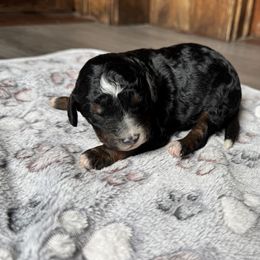 Bernedoodle and Labradoodle Puppies from Zehr’s Labradoodles