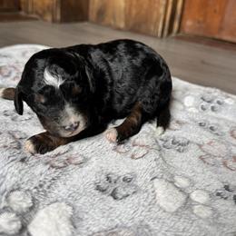 Bernedoodle and Labradoodle Puppies from Zehr’s Labradoodles