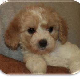 Cavalier King Charles Spaniels, Cavapoochons, and Goldendoodles from Timshell Farm Specialty Crossbreed Puppies
