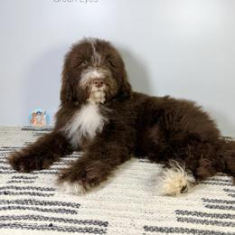 Jules - Chocolate female Double Doodle puppy in Southwest Ranches, Florida from Dandy Doodle Ranch