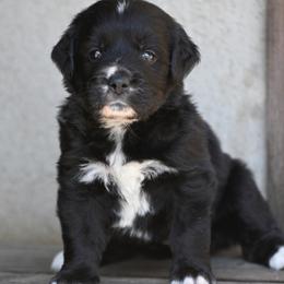 Pink Collar Girl - female Golden Mountain Dog puppy in Loveland, Colorado from Grateful Bernese & Gage's Goldens