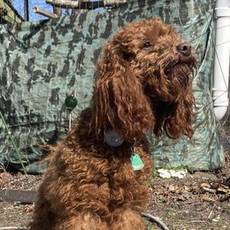 Cavalier King Charles Spaniels, Cavapoos, and Poodles from Melissa's East End Cavaliers
