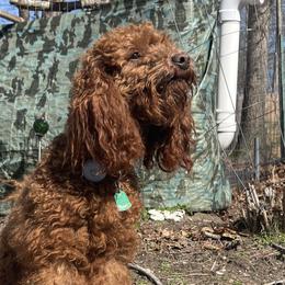 Cavalier King Charles Spaniels, Cavapoos, and Poodles from Melissa's East End Cavaliers