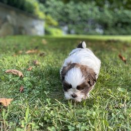 Shih Tzu Puppies from Dempsey’s Darlings