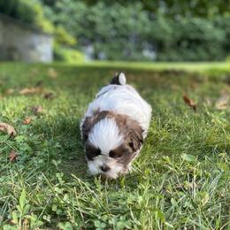 Shih Tzu Puppies from Dempsey’s Darlings