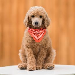 Poodle Puppies from Cityscape Moyen Poodles