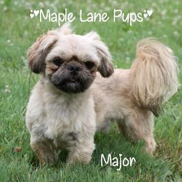 Major - Shih Tzu