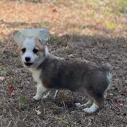 Patriot - Red male Pembroke Welsh Corgi puppy in Hope, Arkansas from Foxy Knoll Farm