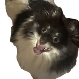 Brownie - Pomeranian