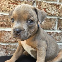 Boy 1 - Blue male Staffordshire Bull Terrier puppy in Houston, Texas from Khaleesi Kennel