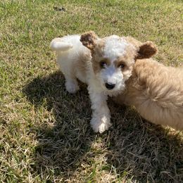Aussiedoodle and Goldendoodle Puppies from All Things Doodles